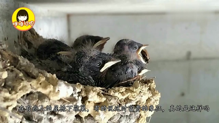 燕子喜欢在你家屋檐下筑巢，是富贵的象征吗？现在看到还不晚