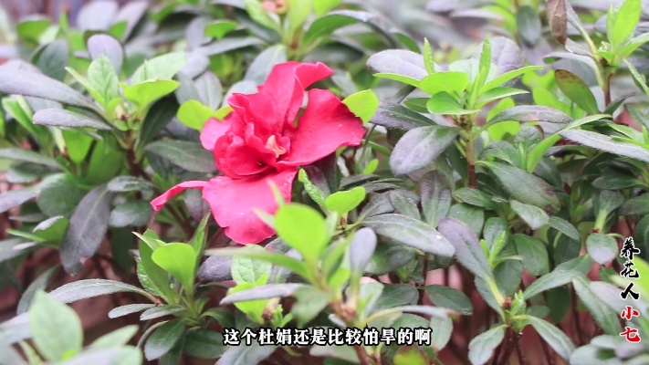 春节花卉—杜鹃花养殖小知识，让你的家里更温馨、美丽~