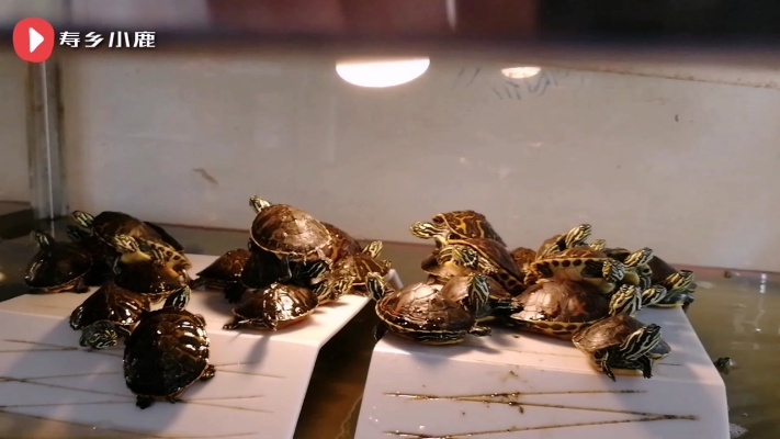 实地走访龟鳖市场，石金钱龟从1000多元跌至50元一斤，老板称亏惨