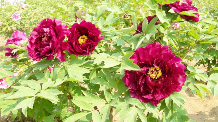 国花牡丹之墨润绝伦，长势好，成花率高，庭院种植首选的黑色品种