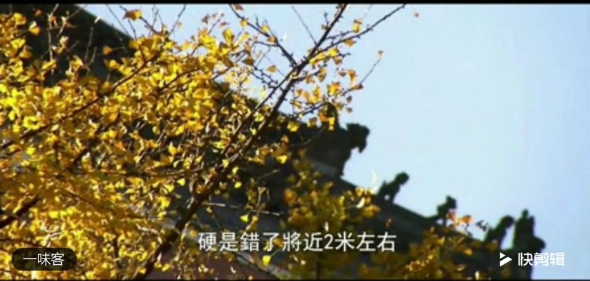武当紫霄宫 父母殿旁边的银杏树 千年历史 有很大的灵性