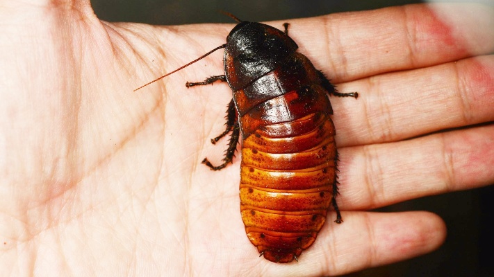 为什么家里的蟑螂总是消灭不干净？说出来你都不敢信