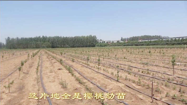 山东潍坊临朐：这片土地上种樱桃树的越来越多了