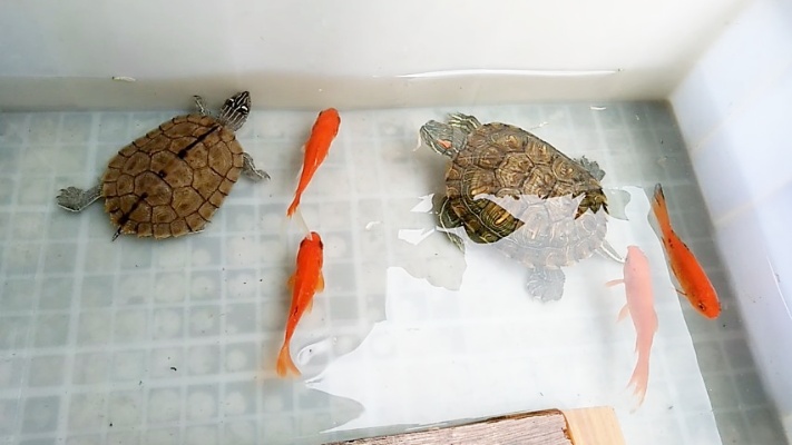 新手入门龟第一选择巴西龟应该怎么养？养龟大师教你出绝招