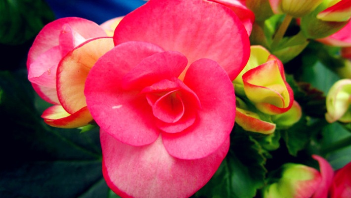 四季海棠养护小窍门，这几点一定要记住，全年开花，花开爆盆！