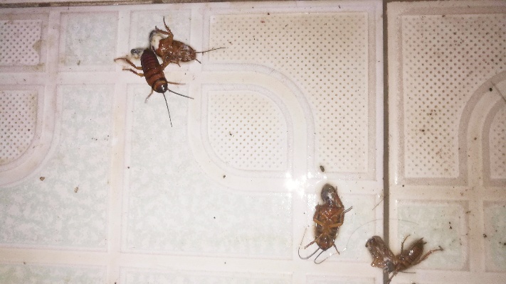 怕家里进蚂蚁和蟑螂？擦地时水中加些它，蟑螂、蚂蚁进不来！