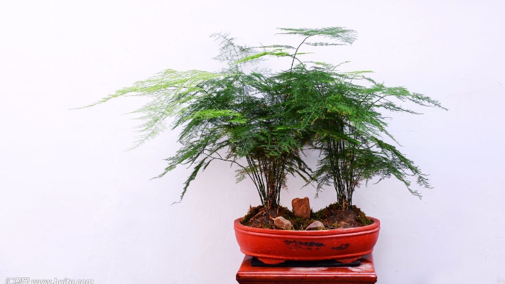 观赏性办公室植物：文竹的繁殖方法，其实养殖盆栽就这么简单！