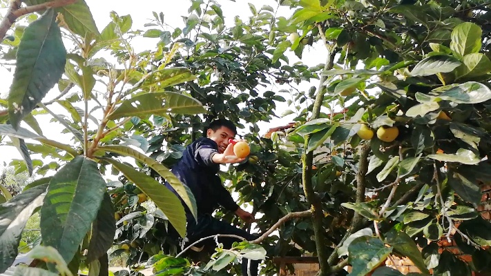 农村老家门口的柿子树 今年迎来大丰收 小伙打算摘一些带到上海吃