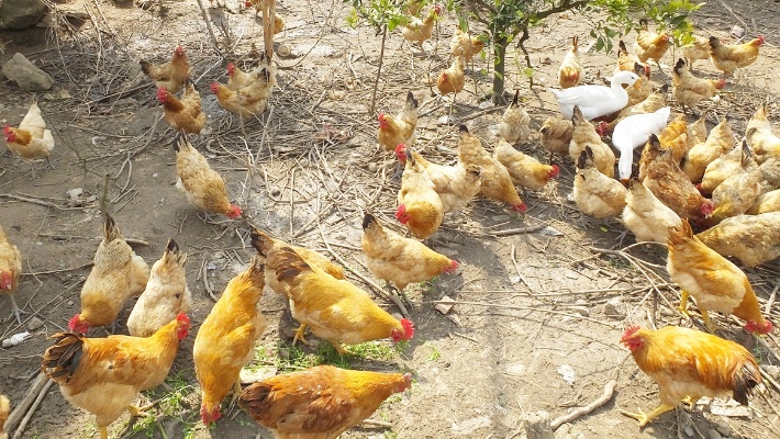 养1000只土鸡，一年大概能赚多少钱？