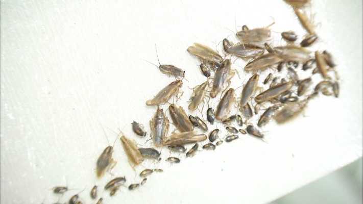 专家教你如何消灭蟑螂！哪种方法灭蟑螂最安全有效呢？