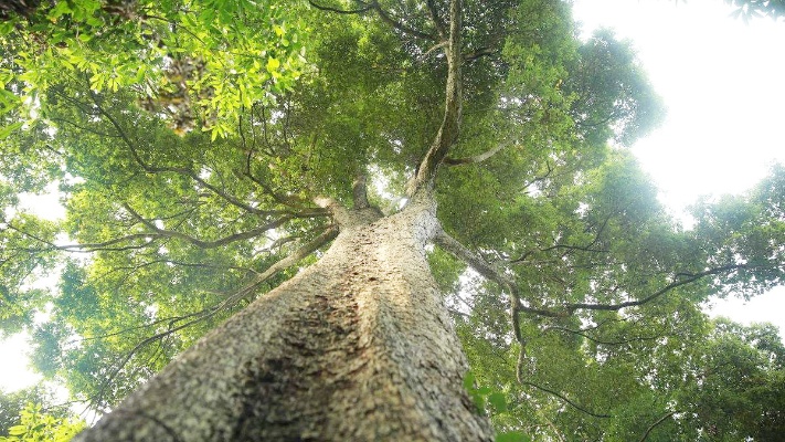 中国最贵的树！树龄高达1300多年，一截树枝就能拍卖40万