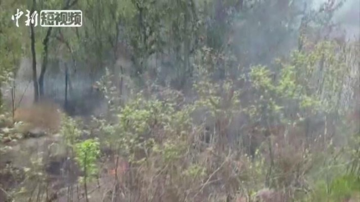 郑州一墓地树林被引燃 消防提醒：避免在树林草坪焚香烧纸