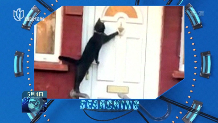 主人，我回来了！绅士黑猫想进家门，乖乖敲门等主人放进屋