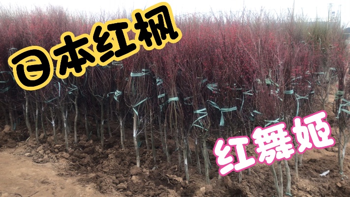 日本红枫、红舞姬、规格3～4公分、叶色鲜红、是最佳观叶品种！