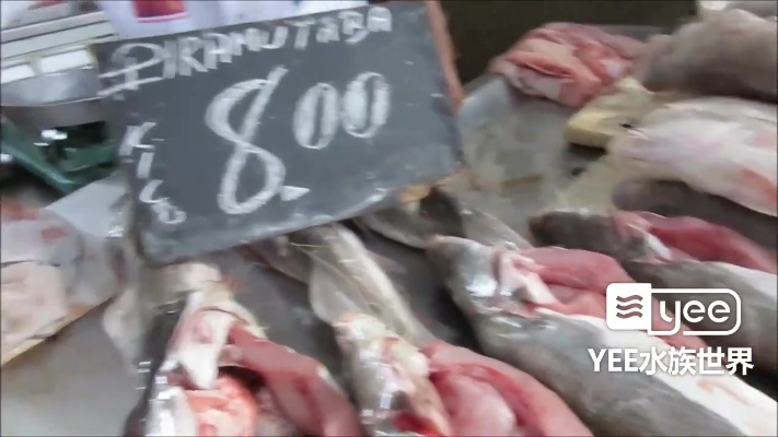 “巴西农贸市场”里“观赏鱼”什么价：银龙鱼好大好便宜