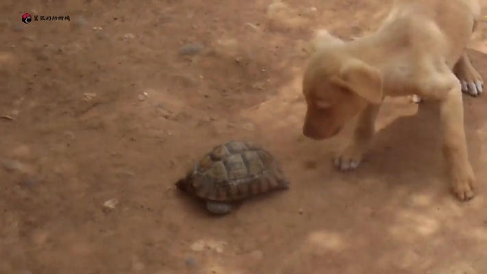 狗子逗弄家里乌龟，乌龟走一步狗子跟一步，乌龟：我就是晒个龟壳
