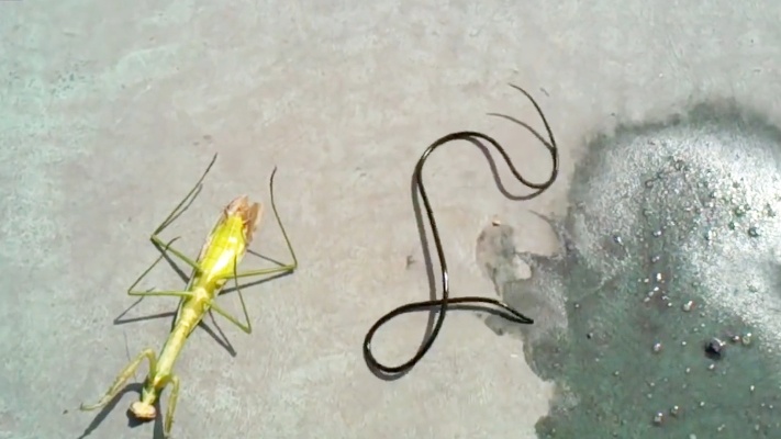 螳螂沾水就死，原来是有一只长长的寄生虫！