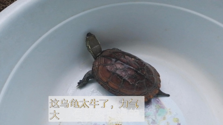 天降神龟、镇宅之宝：有人知道这只乌龟是什么品种吗？