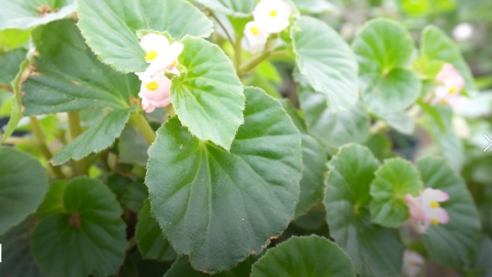 四季海棠日常养护，学会这几个小技巧，全年花开不断