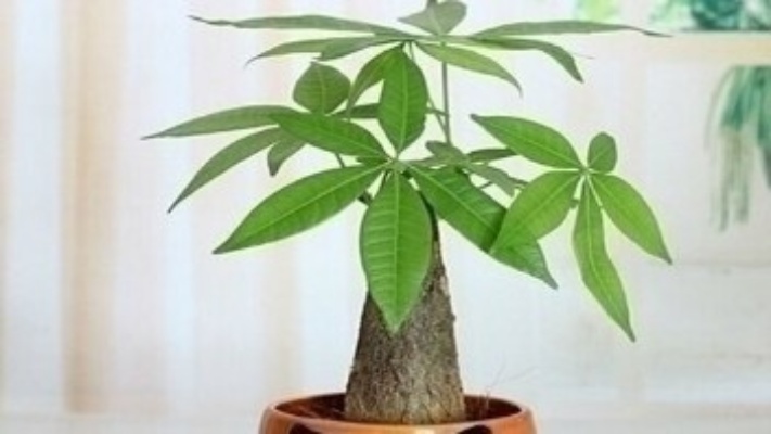 网红植物 发财树的日常养护方法