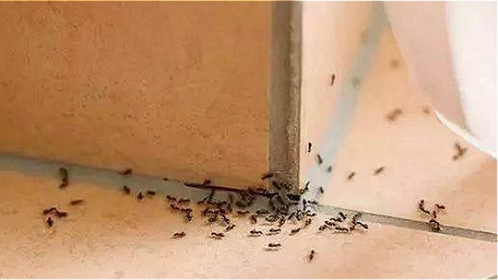 家里有蚂蚁不用愁，角落撒一把，蚂蚁不敢来你家，快些叮嘱家人
