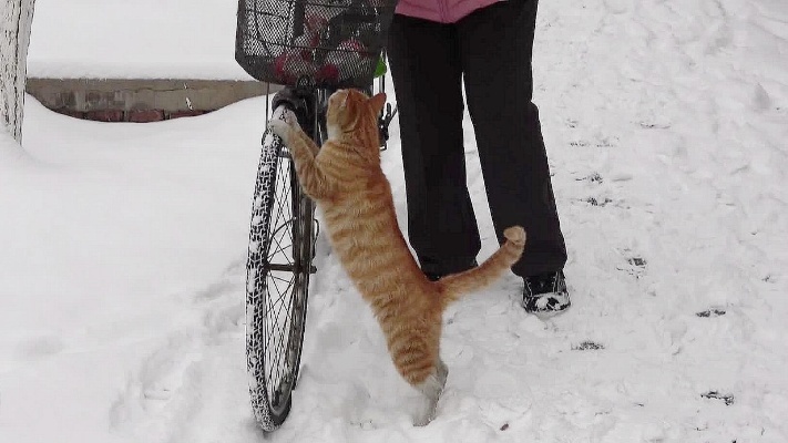 大雪覆盖，一只流浪猫牵动着善良女人们的心，猫咪如此亲近她们？