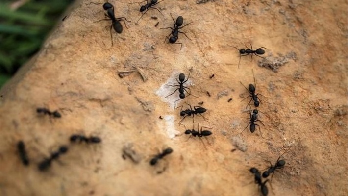 灭蚂蚁不用开水不用药，角落撒一把，隔天连窝一起端，土方法真棒