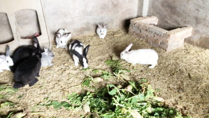 农村散养兔饲养条件简单，好饲养，见效快，大家欣赏一下