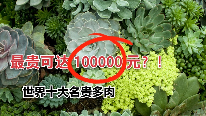 盘点：世界上十大名贵多肉植物 最贵可达100000元？