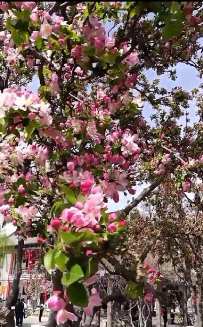 大明湖畔的这株海棠树，醉了春天，美了游人#我心中的打卡地