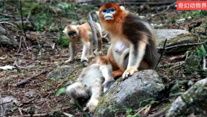 金丝猴母亲目睹自己的孩子从高处坠落，接下来的行为让人心酸！
