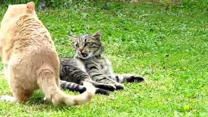 实拍两只猫草地上干架，黄猫主动出击攻击对手，迅速扭打成一团