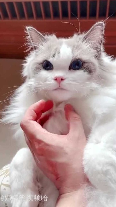 小猫咪能漂亮到什么程度