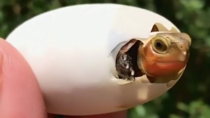 可爱的龟宝宝诞生了，睁眼看到的第一个东西，它估计没有想到会是摄像头！