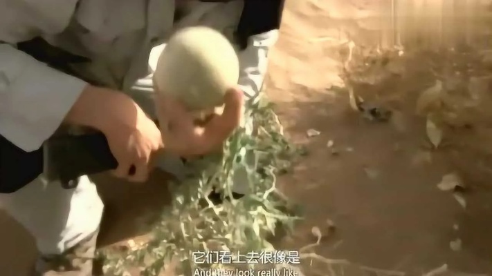 沙漠求生：在沙漠中有种葫芦是不能随便吃的！