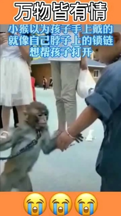 小猴以为孩子手上戴的，跟自己脖子上的锁链一样，想帮孩子打开！