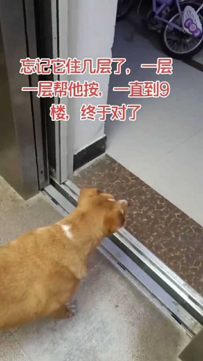狗狗真的太有灵性了，跟人一起坐电梯下楼出去玩，再跟人一起坐电梯上楼，直到自己家楼层，才下电梯