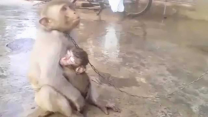 猴妈妈脖子上拴着铁链子，怀里还抱着小猴子！