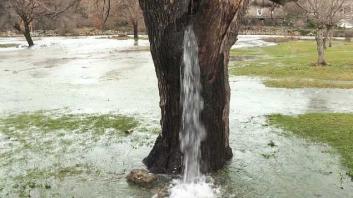 一颗神奇的喷泉树，水直接从树干里流出来，这是“成精”了？