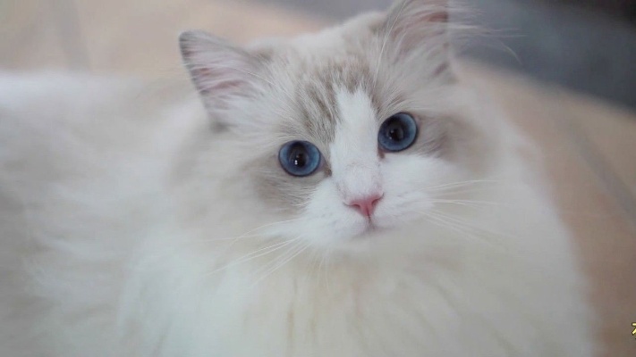 布偶猫，一只小猫咪的颜值能高到什么程度呢，好看的猫