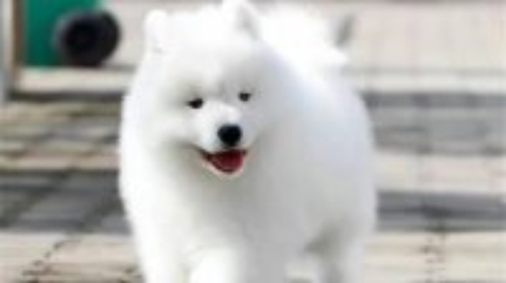 澳版萨摩耶幼犬小萨摩耶犬多少钱一只纯种萨摩耶犬多少钱一只北京哪里卖萨摩耶犬视频