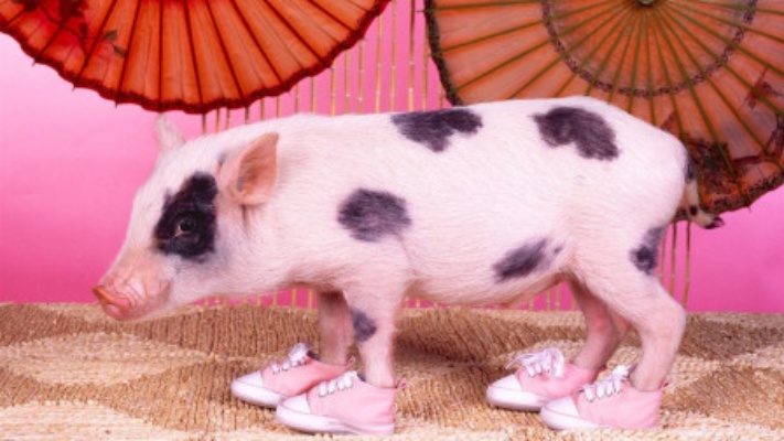 常说“十猪九不好”，原来这个月份出生的猪有福气，你是属猪的吗