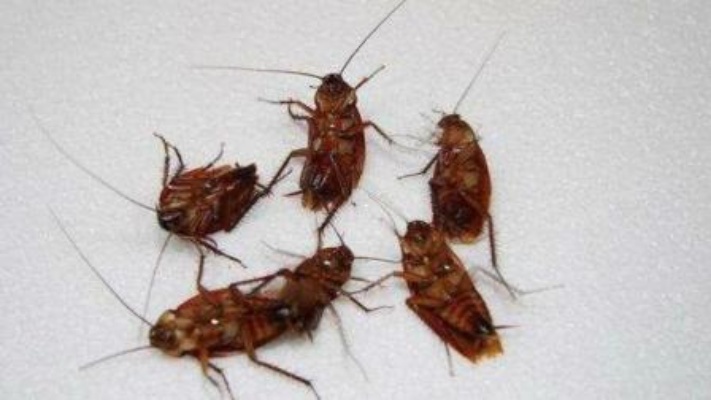 蟑螂家里来蟑螂别怕,小苏打加点它,蟑螂生多少灭多少!