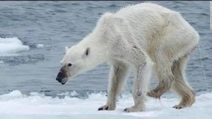 为什么看着北极熊饿死也不能救?说出来你都不敢信