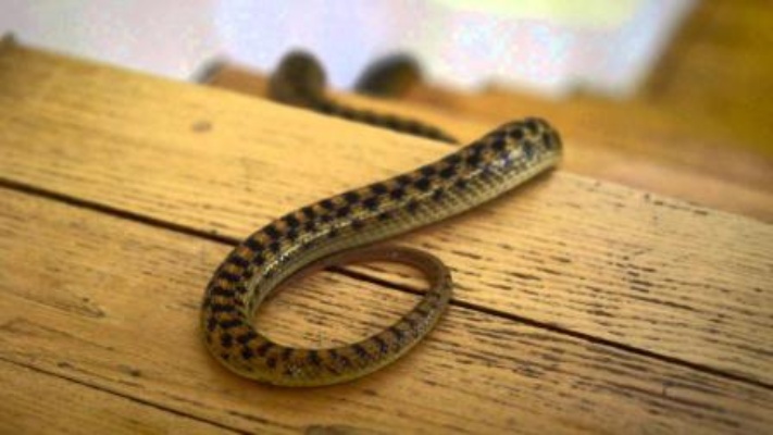 进来家里的蛇叫家蛇,为什么不能直接打死?老年人说蛇是有灵性的