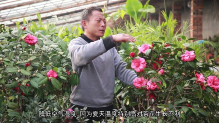 茶花养殖详细教程！茶花苗种植技，盆栽方法！