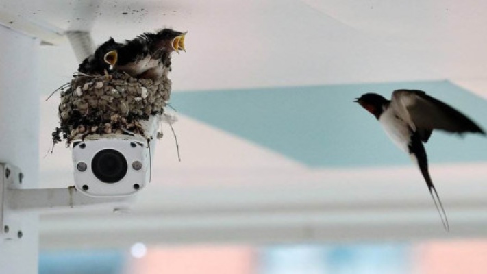 燕子飞来家里筑巢，到底是不是件好事？答案可能和你想的不一样