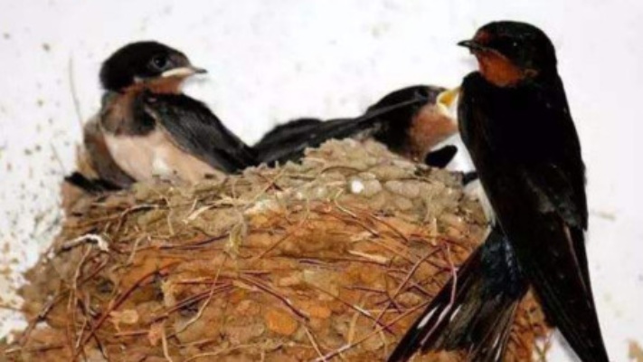 在农村燕子不会在所有人家里筑巢，它们是如何判断的？其实很简单