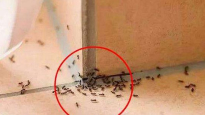 家里有蚂蚁别用开水烫，角落撒一把，蚂蚁不敢来你家，想活命都难