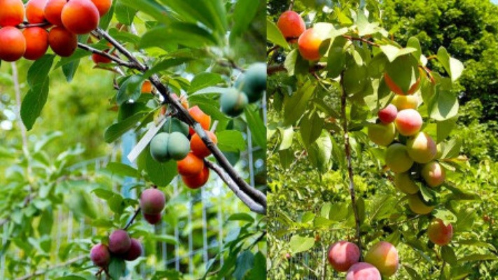 国外出现神奇“百果树”，一棵树上长出40种水果，太诱人了